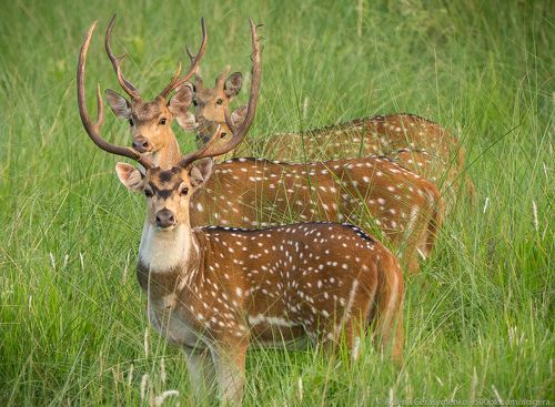 Sika or spotted deers herd in the jungle. Wildlife and animal photo. Japanese deer Cervus nippon