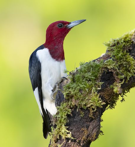 Red-headed woodpecker -Красноголовый меланерпес
