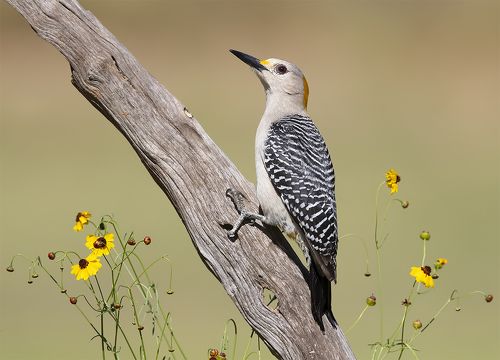 Золотолобый меланерпес -Golden Fronted Woodpecker