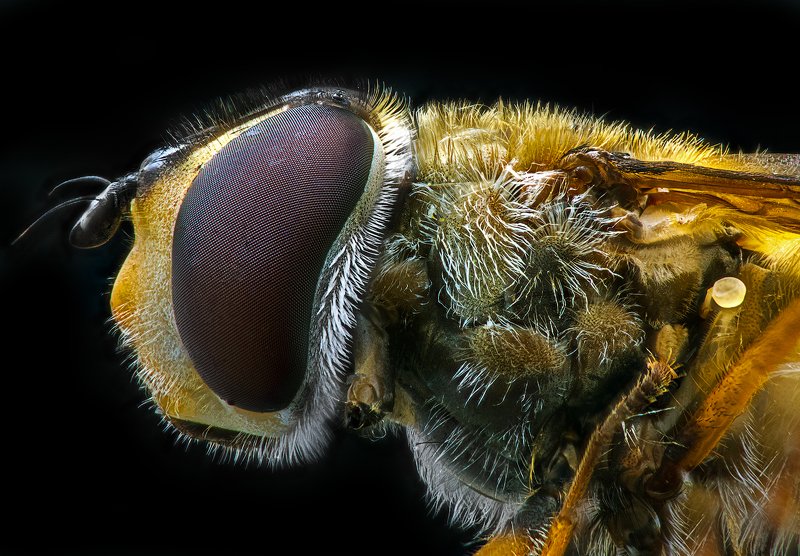 макро, насекомое, муха Домашняя мухаphoto preview