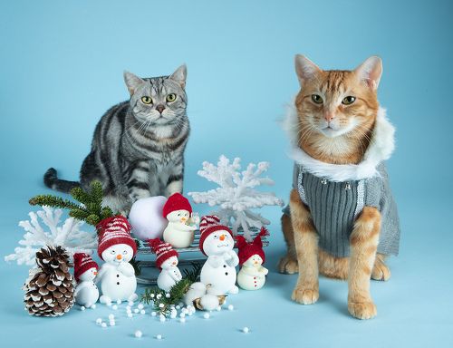 Скоро Новый Год - Наши котики к праздникам!