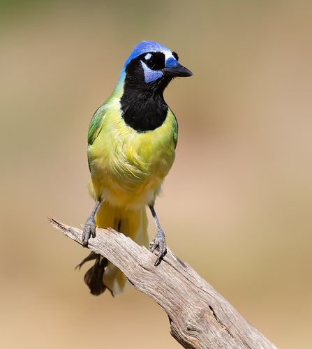 Зелёная Перуанская разноцветная сойка - Green Jay