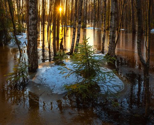 Молодой лёд в затопленном лесу