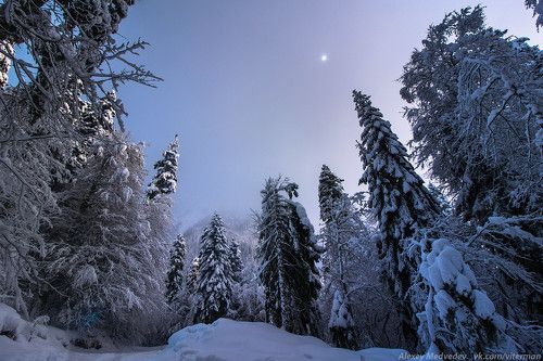 Кавказский зимний лес