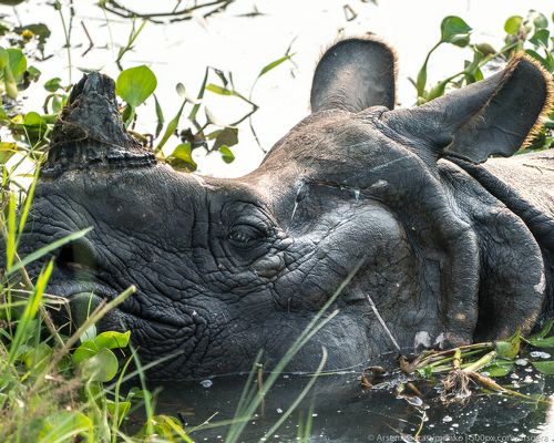 Indian rhinoceros Rhinoceros unicornis, also called greater one-horned rhinoceros or great Indian rhino with cub in a swamp. Wildlife photography in Asia