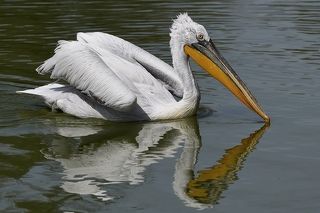 Pelecanus onocrotalus