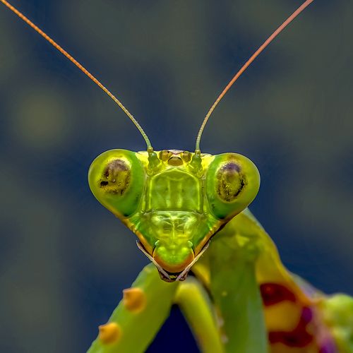 Mantis potrait