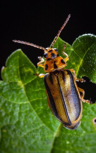 Ильмовый листоед (Xanthogaleruca luteola) / The elm-leaf beetle (Xanthogaleruca luteola)