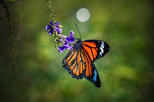 Beautiful butterfly in the garden