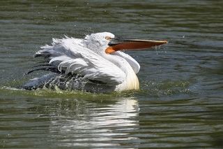 Pelecanus