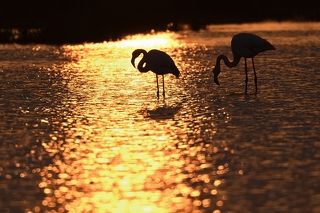 Phoenicopterus roseus