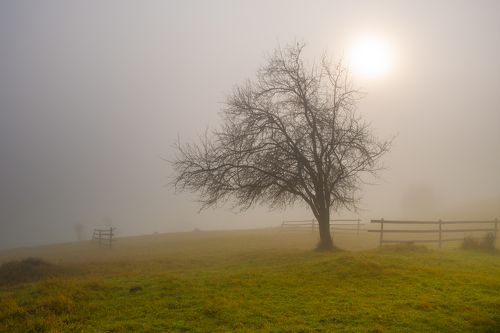 Одиночество в тумане