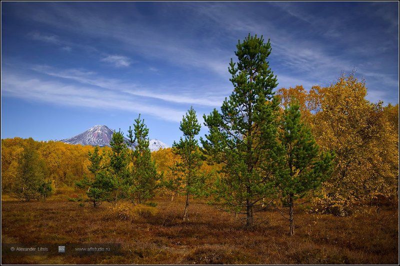 лес,осень,камчатка В осеннем лесуphoto preview