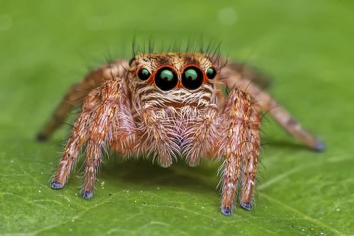 Macro spider