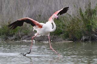 Phoenicopterus roseus