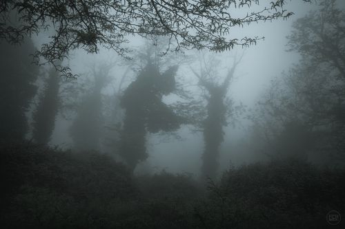 Танцы в тумане
