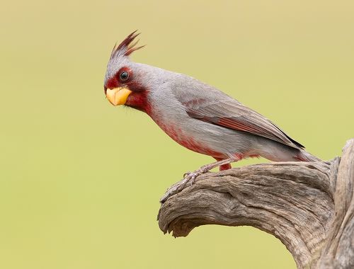 Pyrrhuloxia male - Пустынный или Попугайный кардинал