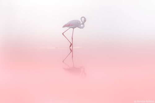 Фламинго 8...