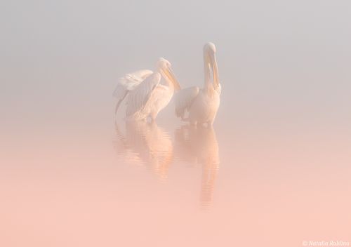 Два Ангела в утреннем тумане ...