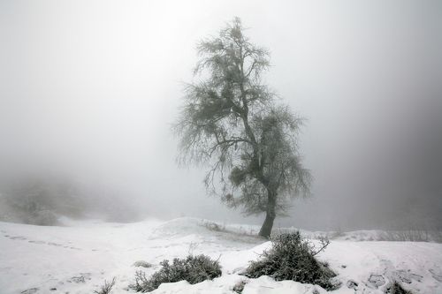 Дерево и туман..