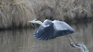 Ardea cinerea