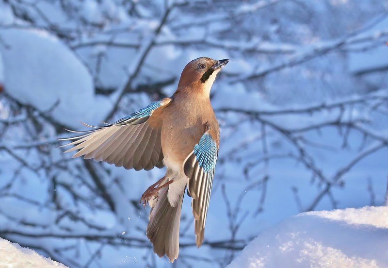 природа , птицы , сойка , зима \