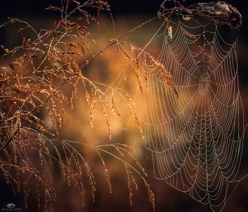 Cobweb - spider thread