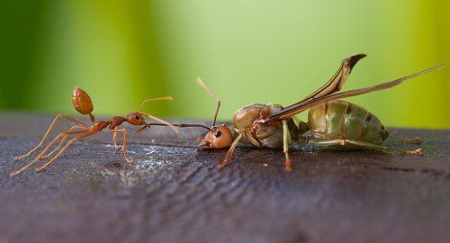 Про муравья спасателя 