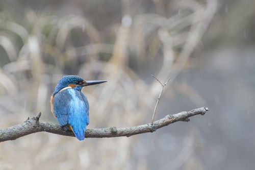 Синяя птица реки Воронки