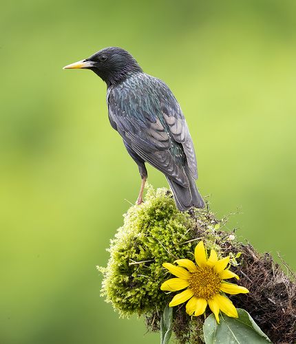 Обыкновенный скворец - European Starling