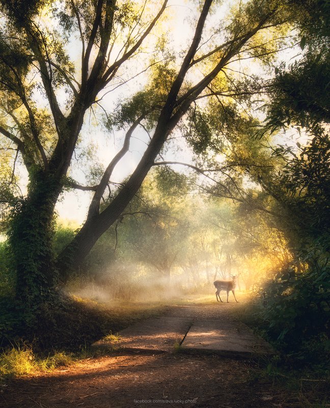 утро, туман, деревья, свет, лучи, лето, олень  Летнее утроphoto preview