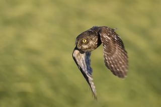 Athene noctua