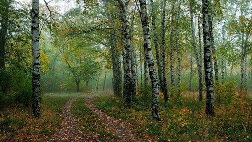 Осенняя прогулка с легким туманом...
