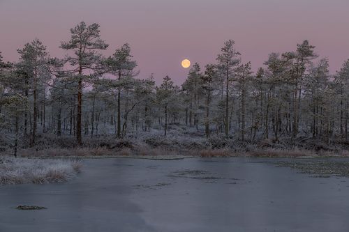 Закат луны над болотом.
