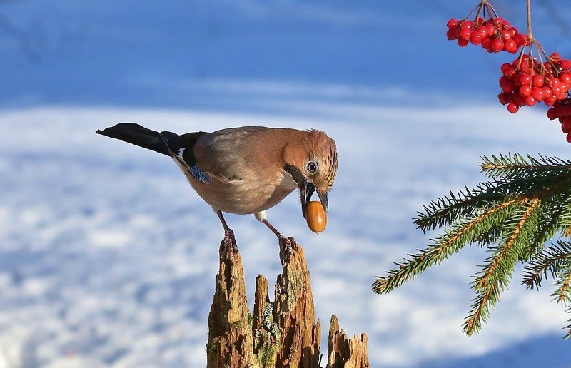 природа , птицы , сойка , зима старые запасыphoto preview