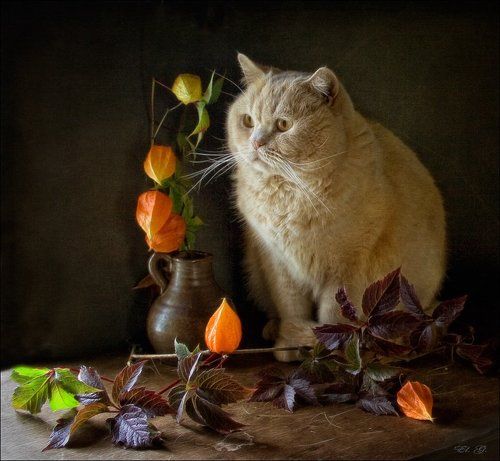 Осенний Кот