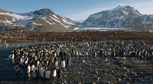 Страна Пингвиния