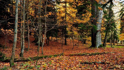 Берендеев лес или несколько слов про осень в заповедном лесу