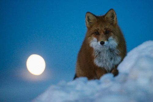 Fox on the background of the rising moon