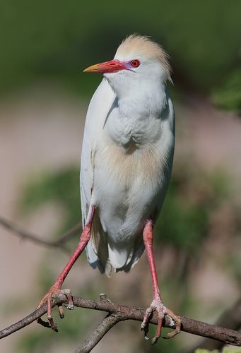 Египетская цапля -Cattle Egret