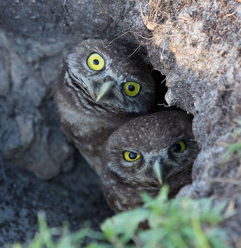 Peek-a-boo -Burrowing Owlets. Сычики