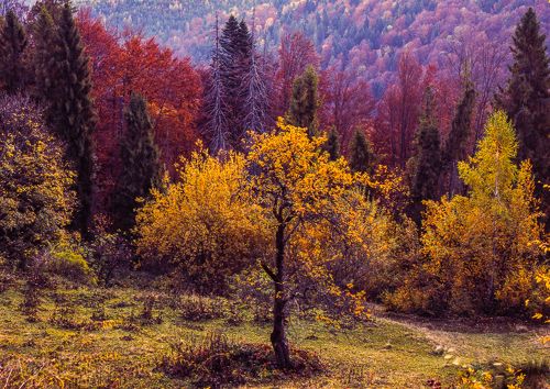 Autumn foliage trees in the Carpathian mountains Fuji Velvia film