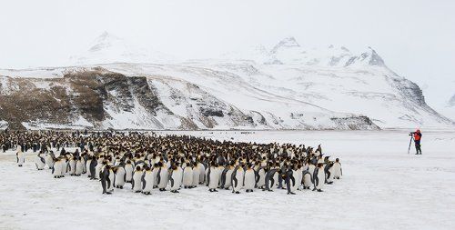 Фотограф-антарктик за работой