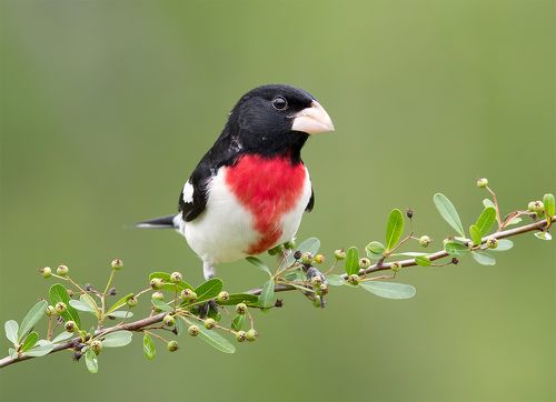 Красногрудый дубоносовый кардинал  - Rose-breasted Grosbeak