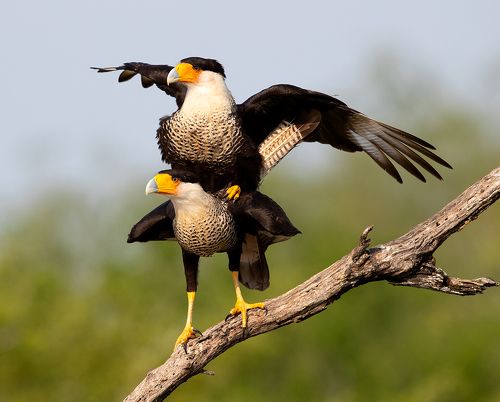 Happy Valentine's Day! Каракара - Caracara couple mating