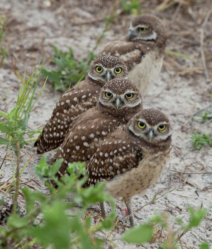 Burrowing Owls - Cычики