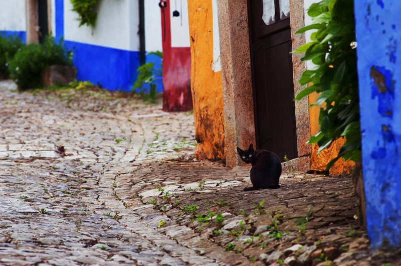 portugal, obidos, cat, color, walls Про котэ фотка.photo preview