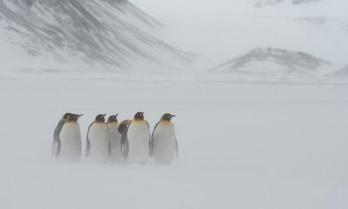 Пингвиний минимализм