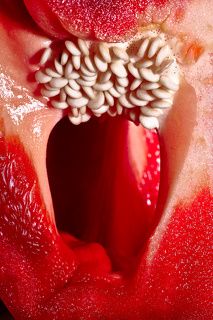 Vagina Capsicum
