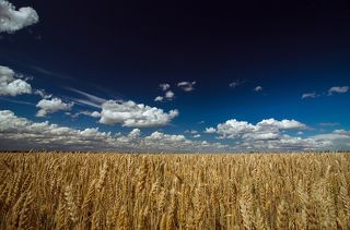 Поле